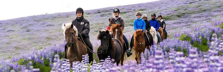 Iceland On Horseback