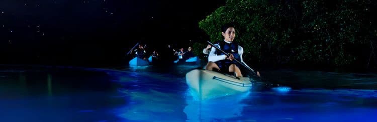 Bio-Luminescent Bay Kayak