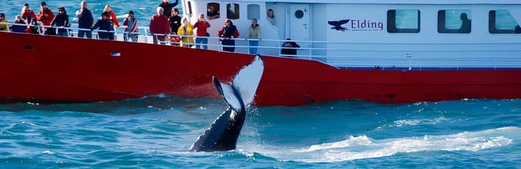 Whale Watching From Akureyri