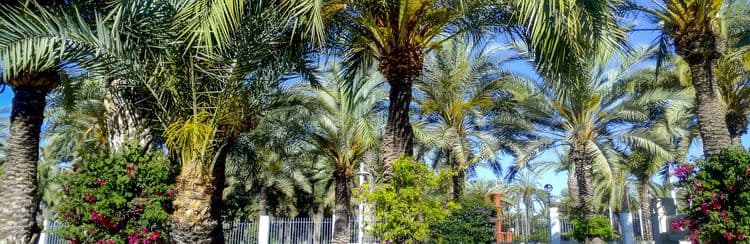 Enchanting Elche