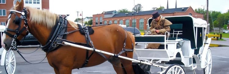 Historic Charlottetown By Horse Drawn Trolley