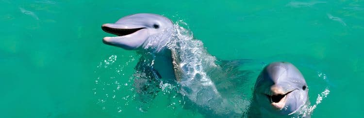 Dolphin Cove