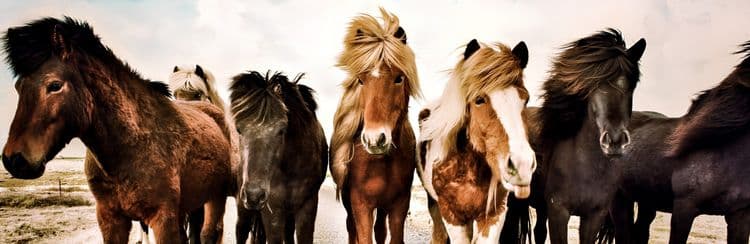 Golden Circle & Horse Show