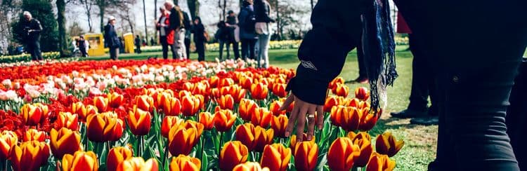 The Keukenhof Tulip Festival