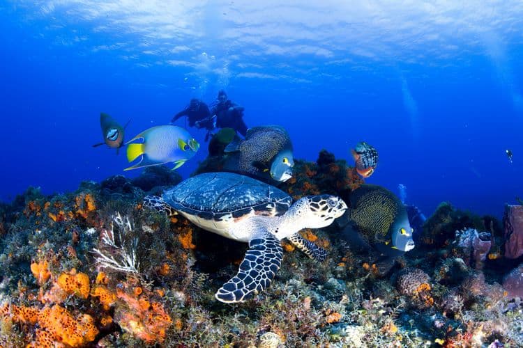 Restauración interactiva de arrecifes de Cozumel