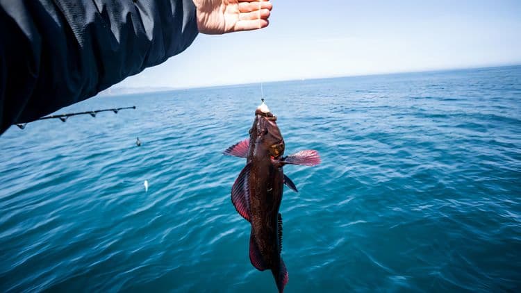 Catch and Release