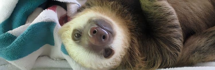 Meet The Sloths