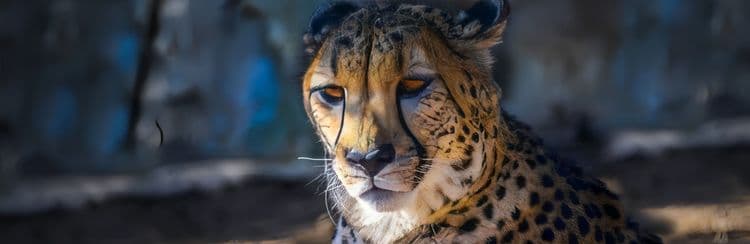 World-Famous San Diego Zoo