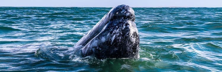 Magdalena Bay Whale-Watching Adventure