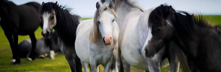 Andalusian Horse Show & Countryside