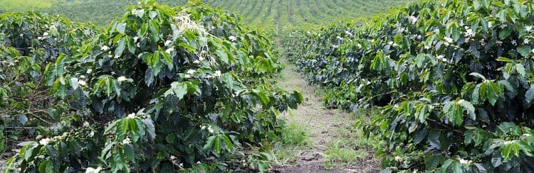 Argovia Estate & Flower Plantation