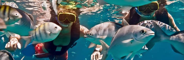 Five-Star Catamaran & Turtle Encounter