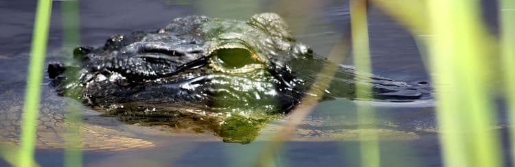 Everglades Airboat Ride & Transfer To Ft Lauderdale Airport