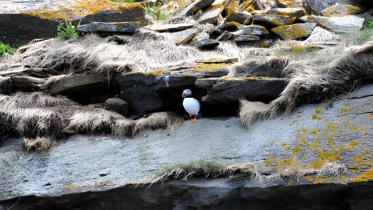 Puffin Tour by Boat