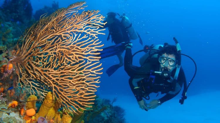 Life Beneath the Waves