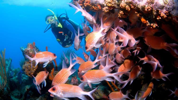 Exploración submarina para los que se primen