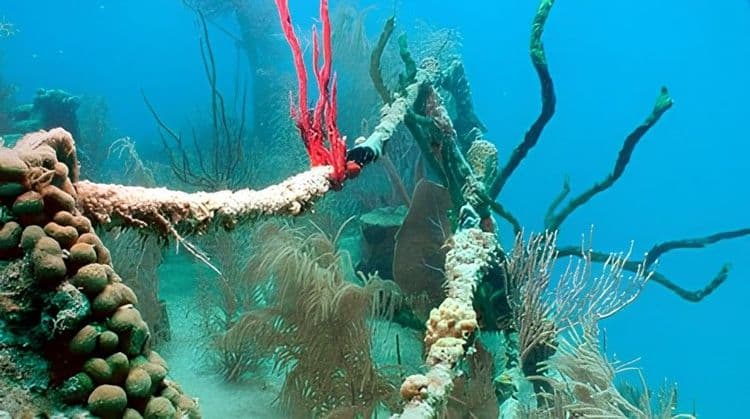 Shipwreck Snorkel & Beach