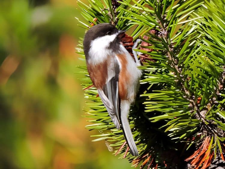 Descubre Las Aves De Hoonah