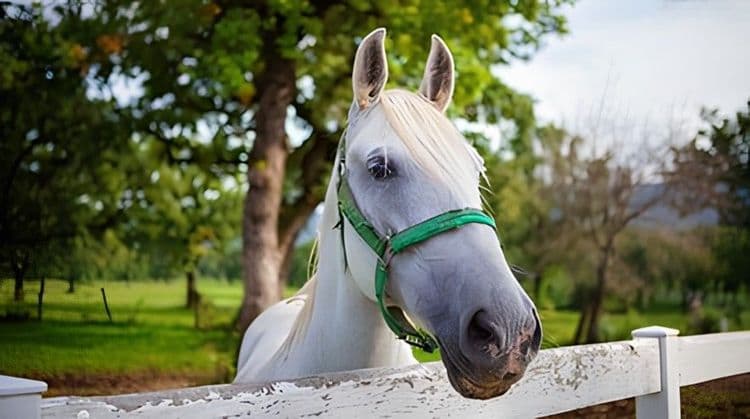 Peregrinación a los Caballos Lipizzanos