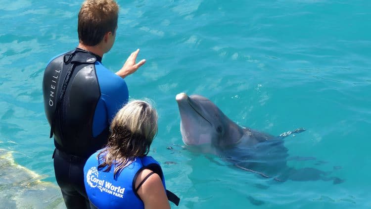 Dolphin Tales