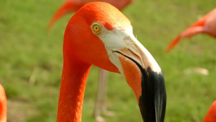 A Tropical Menagerie