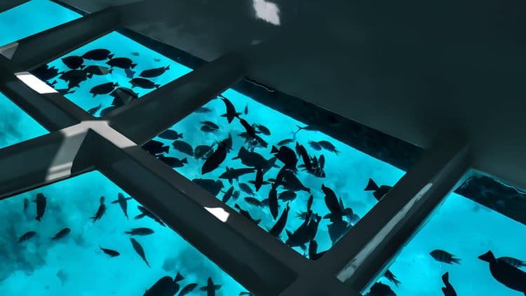 Incredible Fish and Breathtaking Sights