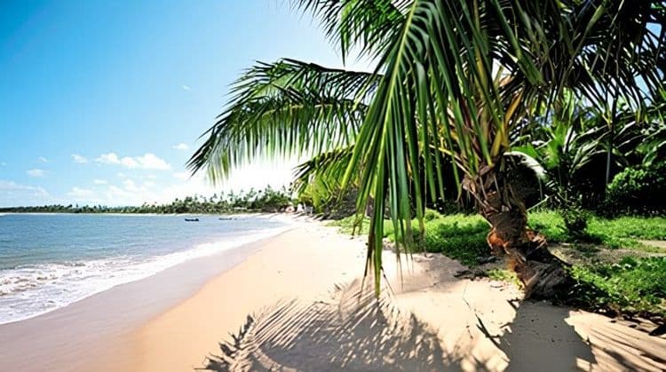 Praia Do Forte & Turtle Project