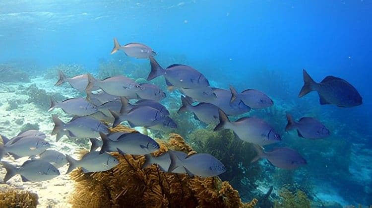 Classic Glass Bottom Boat Tour