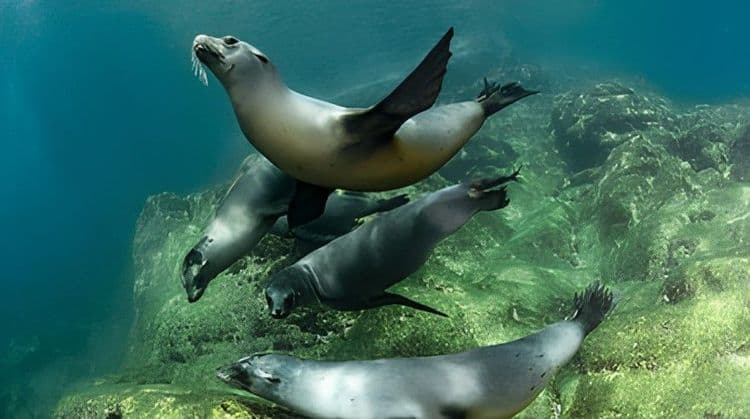 Dolphin Swim & Manatee Encounter Vip Experience With Lunch