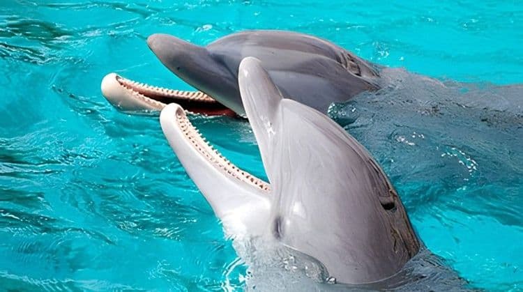 Dolphin Encounter