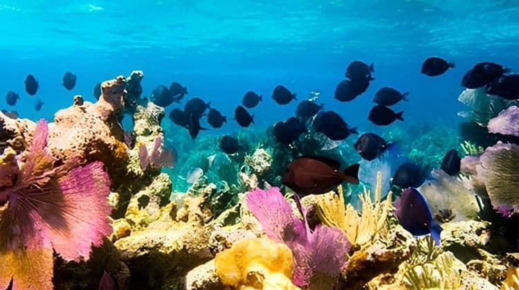 Exploring Cozumel By Jeep & Snorkel