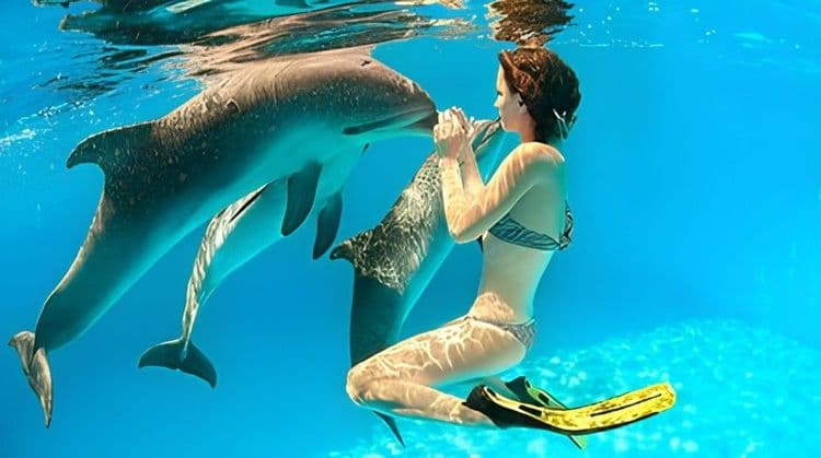 Balmoral Island Dolphin Swim & Beach Day