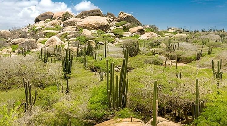 Aruba Treasures