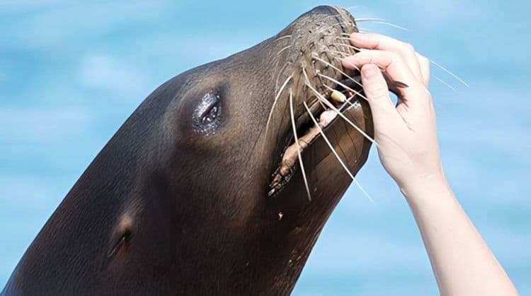 Sea Lion Encounter & Ocean World Adventure