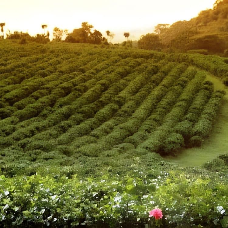 Espiritu Santo coffee discovery, Puntarenas