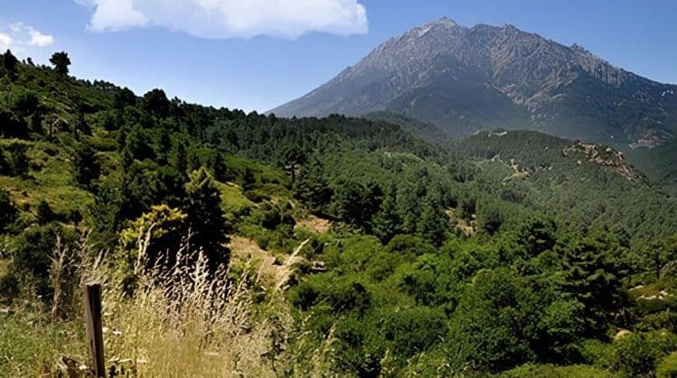 Sightseeing Tour Around Vizzavona Forest