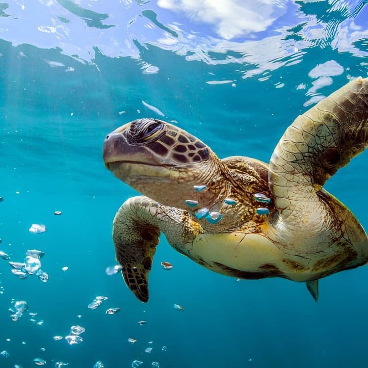 Cuyutlan Turtle Sanctuary, Manzanillo