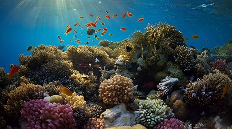 Life Under the Ocean Wave: the Red Sea Submarine Experience Approx. 5 Hours
