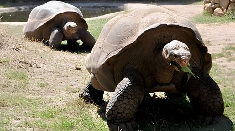 Tortoises Protection Centre