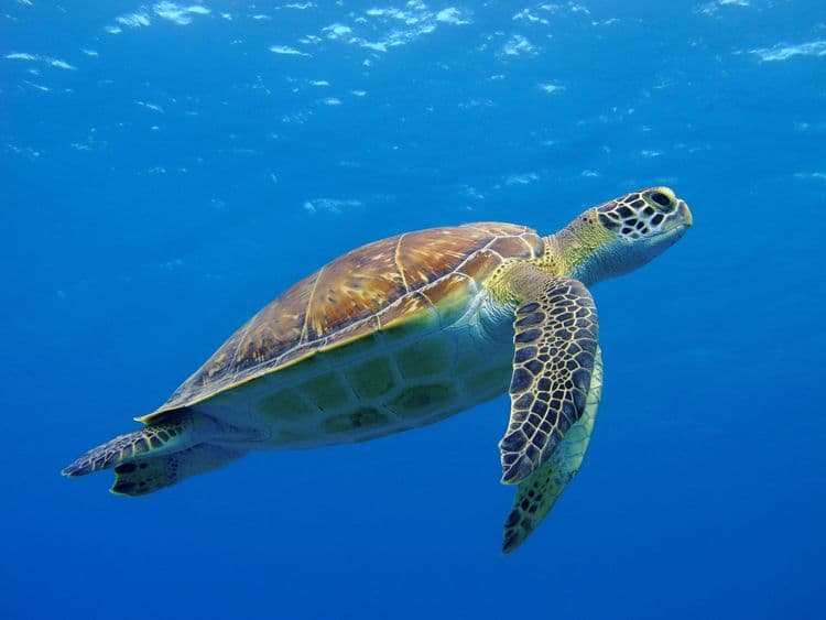 Short and Sweet Snorkel Adventure