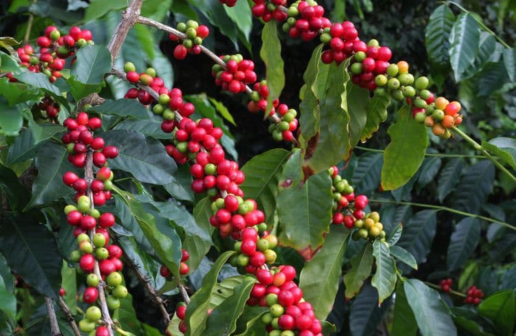 Kona Joe Coffee Roasting Experience and Coffee Farm Tour