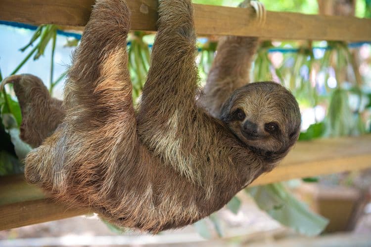 Easy Roatan Monkey, Sloth and Iguana Interaction