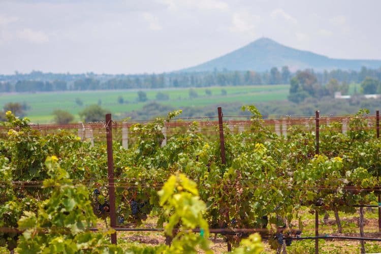 Wagon Wine Tasting at Guadeloupe Valley