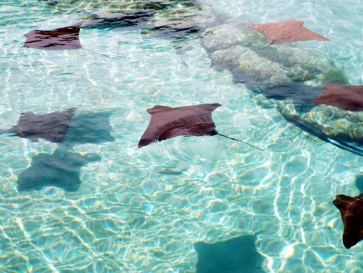 Stingray Beach Encounter