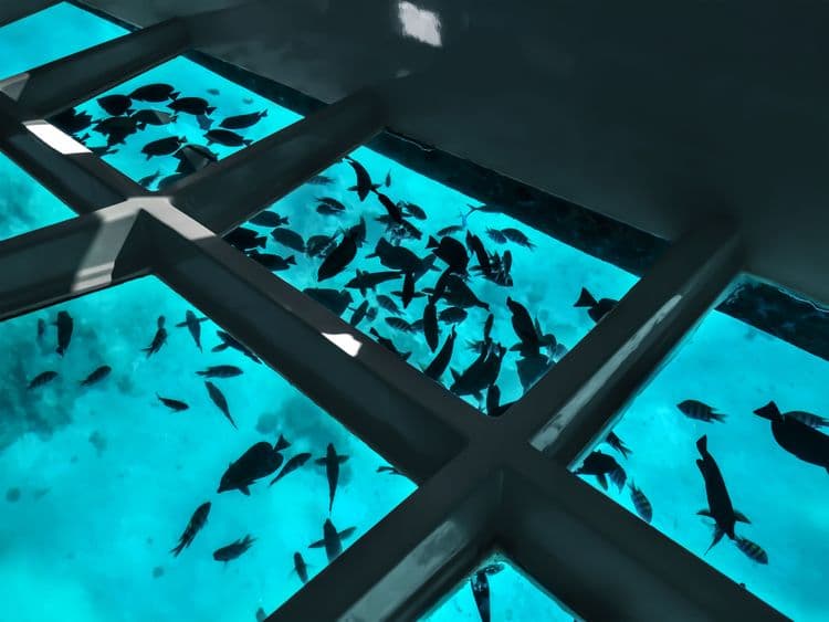 Glass-Bottom Boat Cruise