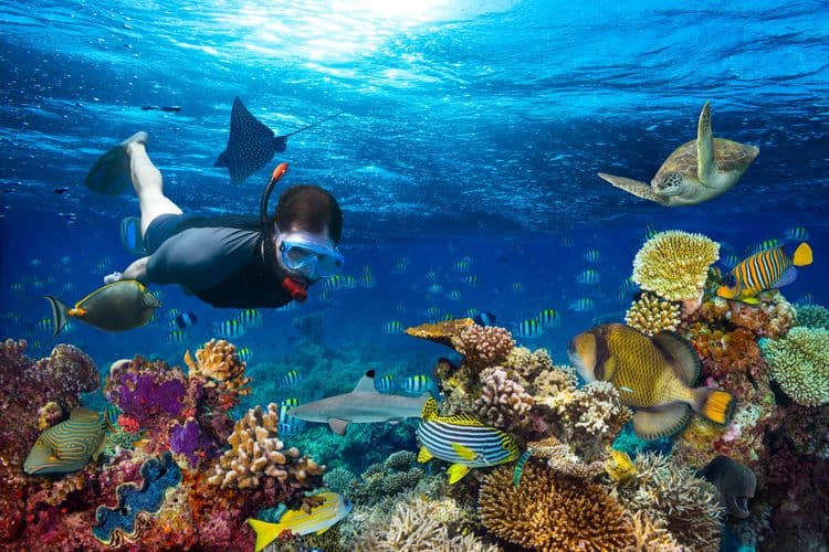 Scenic Coastal Cruise & Snorkel