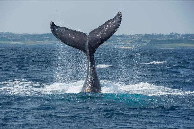 Whale Watching By Catamaran