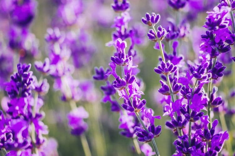 Lavender Fields of Provence