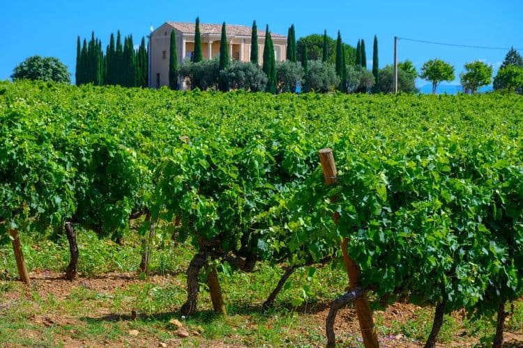 Chateauneuf-Du-Pape Wine Tasting