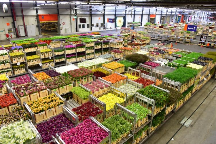 Aalsmeer Flower Auction Tour and Dutch Breakfast